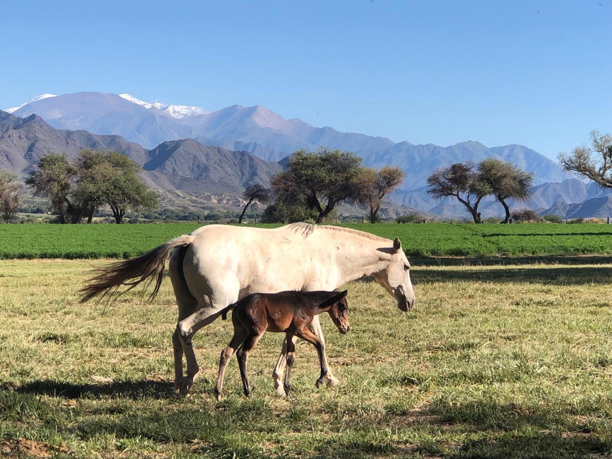 Estancia Banda Grande - Horse & Hiking Safaris Molinos Exterior foto